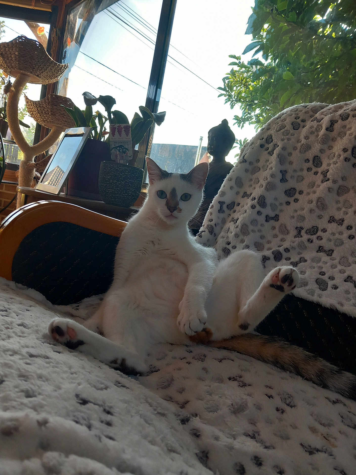 Lola