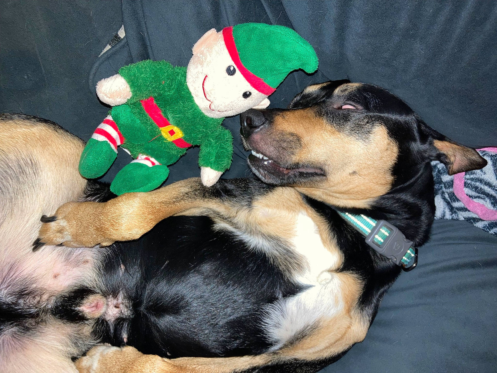 Charlie joined the competition — help win amazing prizes! canidae, carnivore, collar, comfort, companion_dog, costume_hat, dog, dog_breed, dog_supply, fawn, fur, hat, holiday, lap, nap, paw, snout, sporting_group, working_animal, working_dog