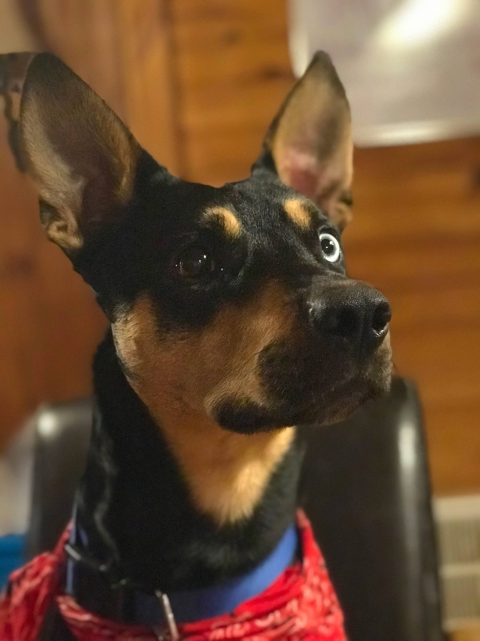 Charlie is registered to the contest to win money with this photo: canidae, carnivore, collar, companion_dog, dog, dog_breed, dog_collar, dog_supply, ear, fawn, fur, non_sporting_group, pet_supply, prazsky_krysarik, snout, sporting_group, toy_dog, whiskers, working_animal, working_dog