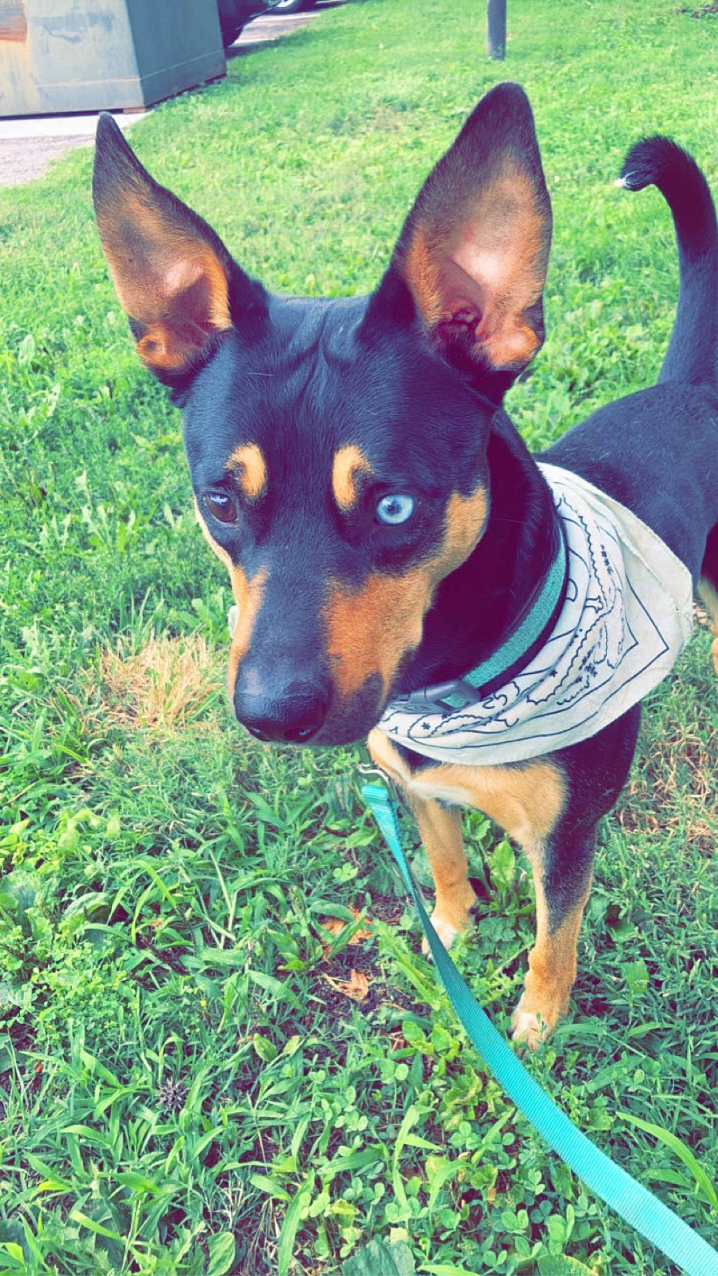 Charlie joined the competition — help win amazing prizes! canidae, carnivore, collar, companion_dog, dog, dog_breed, dog_supply, fawn, grass, pet_supply, plant, prazsky_krysarik, snout, sporting_group, terrestrial_animal, terrestrial_plant, toy_dog, whiskers, working_animal, working_dog