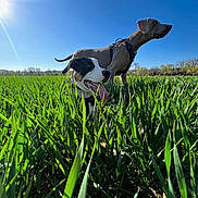 Ari participe au concours pour gagner de l'argent avec cette photo : dog, dogs, green_grass, field, sunny_day, blue_sky, outdoor, nature, panting, happy, alert, canine, animal, sunlight, grass_blades, daylight, two_dogs, pets, summer, leash