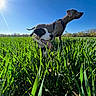 dog, dogs, green_grass, field, sunny_day, blue_sky, outdoor, nature, panting, happy, alert, canine, animal, sunlight, grass_blades, daylight, two_dogs, pets, summer, leash