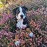 Ari a rejoint le concours — aidez-le/la à gagner de superbes lots ! dog, flowers, pink_flowers, outdoor, nature, plants, pet, tricolor_dog, grass, bushes, canine, animal, garden, leafy, spring, calm, closeup, portrait, sitting, sunlight