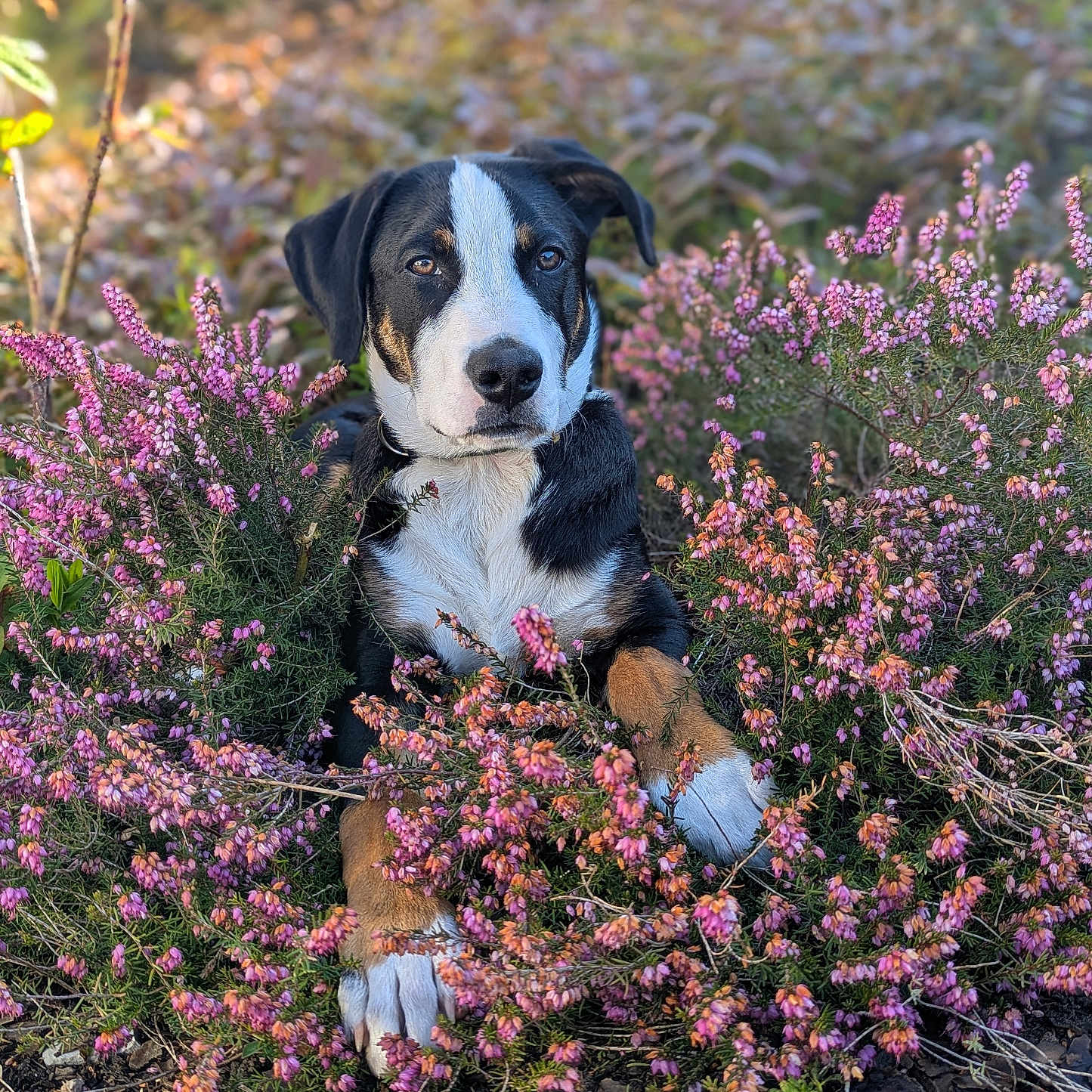 Ari a rejoint le concours — aidez-le/la à gagner de superbes lots ! dog, flowers, pink_flowers, outdoor, nature, plants, pet, tricolor_dog, grass, bushes, canine, animal, garden, leafy, spring, calm, closeup, portrait, sitting, sunlight