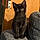 Elvira
