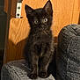 Elvira is registered to the contest to win money with this photo: kitten, black_cat, cat, pet, indoor, couch, furniture, wood, texture, curious, young, animal, eyes, sitting, cozy, domestic, feline, small, cute, home