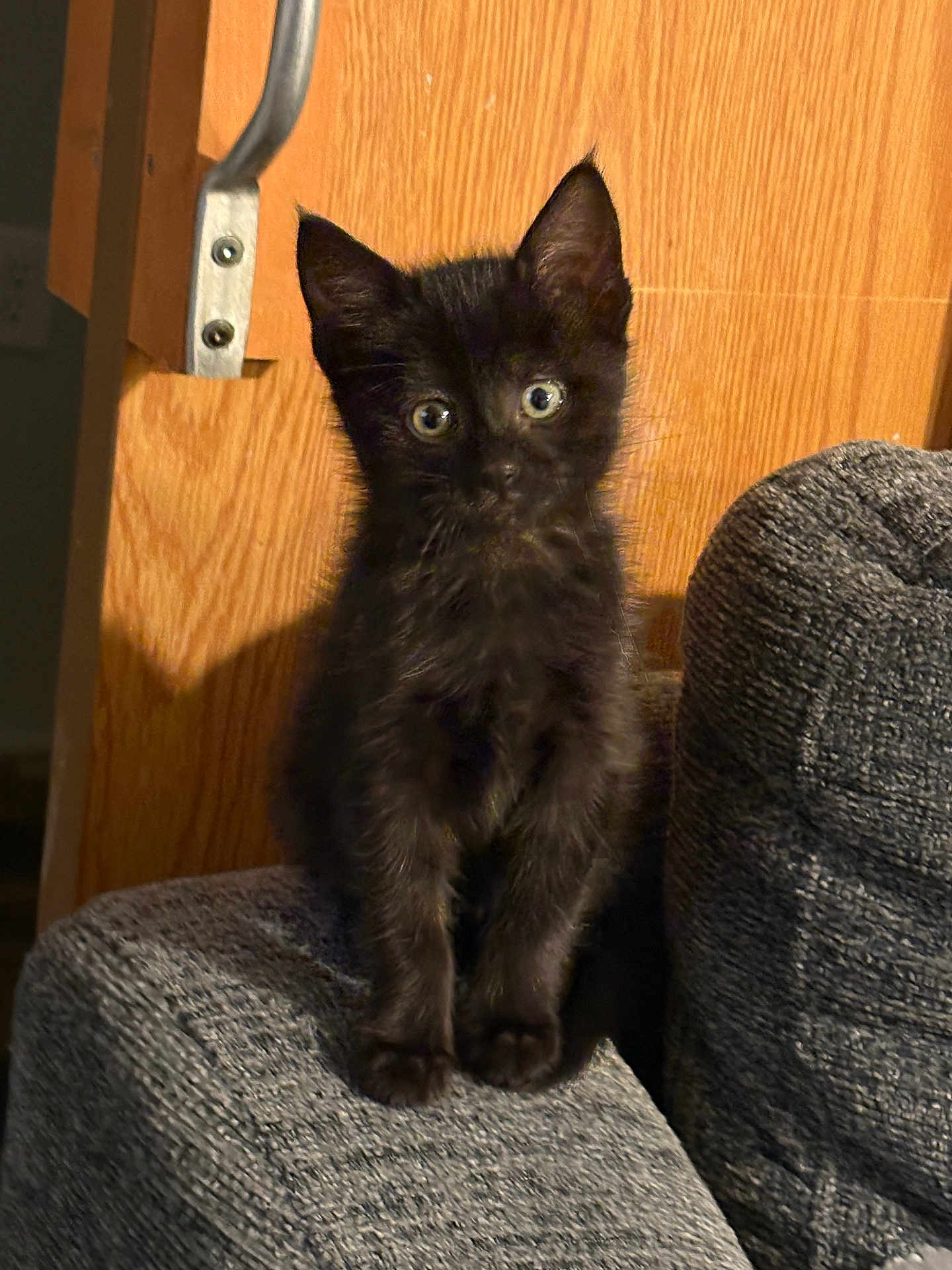 Elvira is registered to the contest to win money with this photo: kitten, black_cat, cat, pet, indoor, couch, furniture, wood, texture, curious, young, animal, eyes, sitting, cozy, domestic, feline, small, cute, home