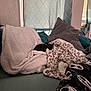Elvira is registered to the contest to win money with this photo: cat, blanket, pillow, couch, indoor, cozy, curtains, window, fabric, pattern, soft, sleeping, pet, furniture, relaxing, home, dark_fur, leopard_print, textile, comfort