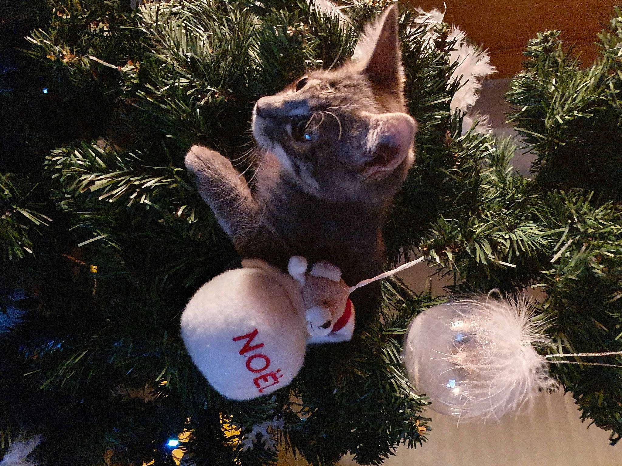 Mimo a rejoint le concours — aidez-le/la à gagner de superbes lots ! branch, cat, christmas, christmas_decoration, christmas_eve, christmas_ornament, christmas_tree, event, fawn, felidae, holiday, holiday_ornament, interior_design, ornament, pine_family, plant, sky, small_to_medium_sized_cats, tree