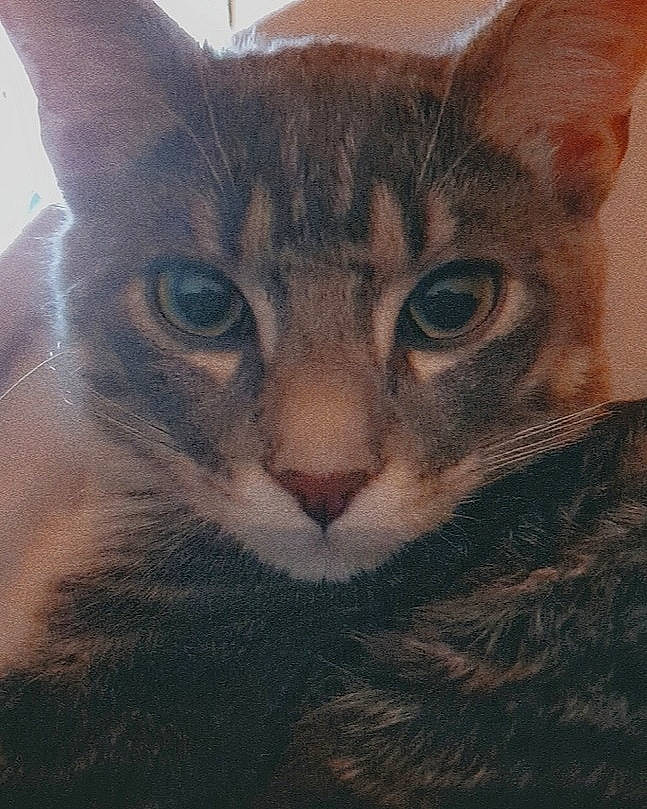 Mimo participe au concours pour gagner de l'argent avec cette photo : abyssinian, aegean_cat, asian, carnivore, cat, close_up, domestic_short_haired_cat, european_shorthair, eye, felidae, kitten, mammal, oriental_longhair, oriental_shorthair, sky, small_to_medium_sized_cats, snout, tabby_cat, vertebrate, whiskers