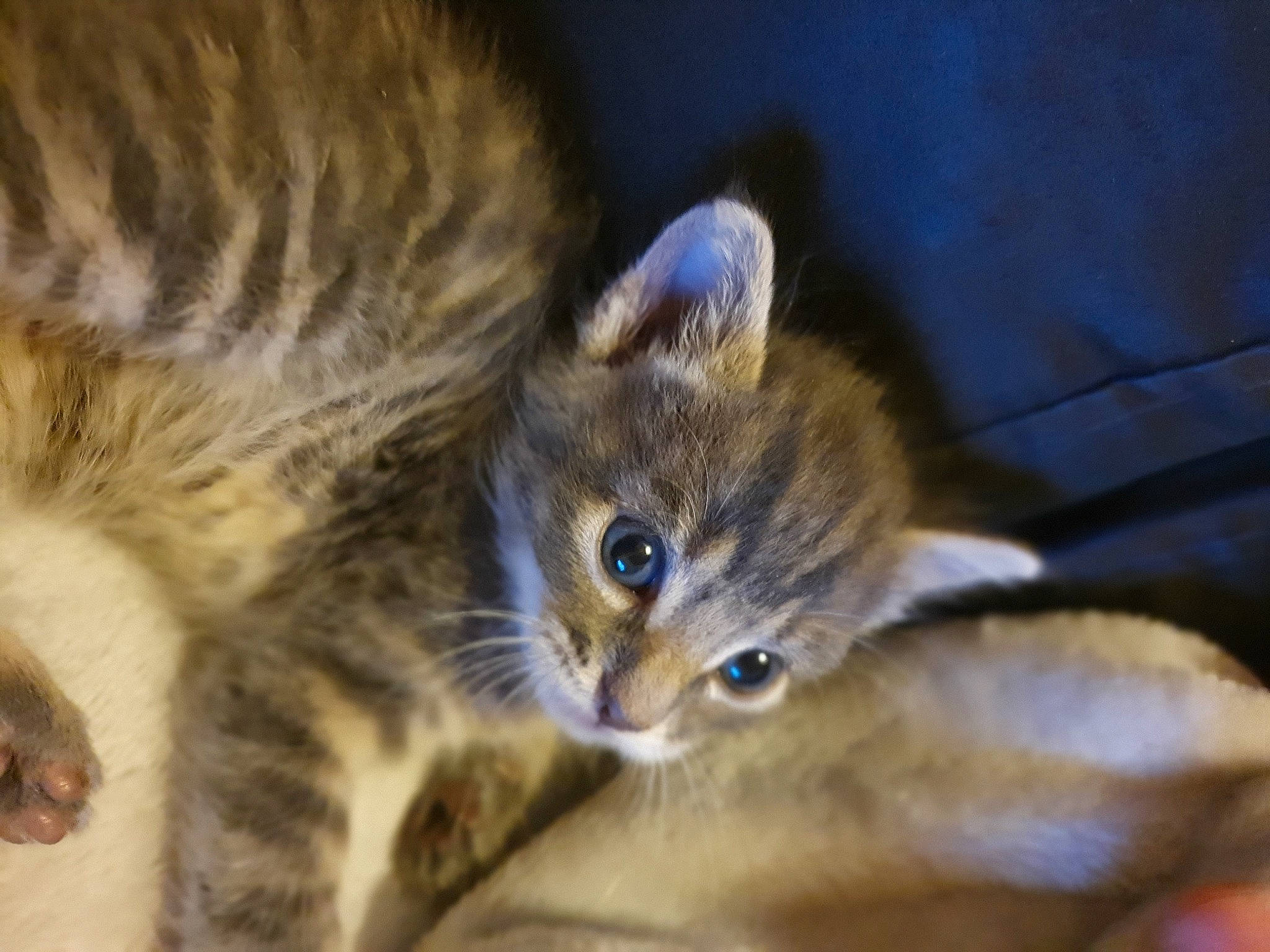 Mimo participe au concours pour gagner de l'argent avec cette photo : bengal, carnivore, cat, domestic_short_haired_cat, dragon_li, european_shorthair, eye, felidae, iris, kitten, mammal, ocicat, ojos_azules, pixie_bob, small_to_medium_sized_cats, snout, tabby_cat, toyger, vertebrate, whiskers