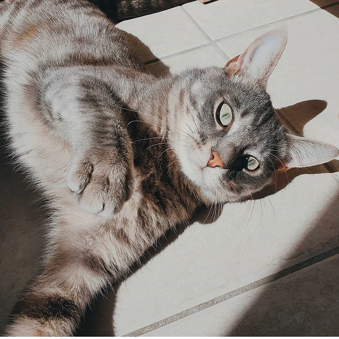 Mimo participe au concours pour gagner de l'argent avec cette photo : american_shorthair, american_wirehair, asian, australian_mist, carnivore, cat, domestic_short_haired_cat, dragon_li, ear, egyptian_mau, european_shorthair, eye, felidae, kitten, mammal, small_to_medium_sized_cats, snout, tabby_cat, vertebrate, whiskers
