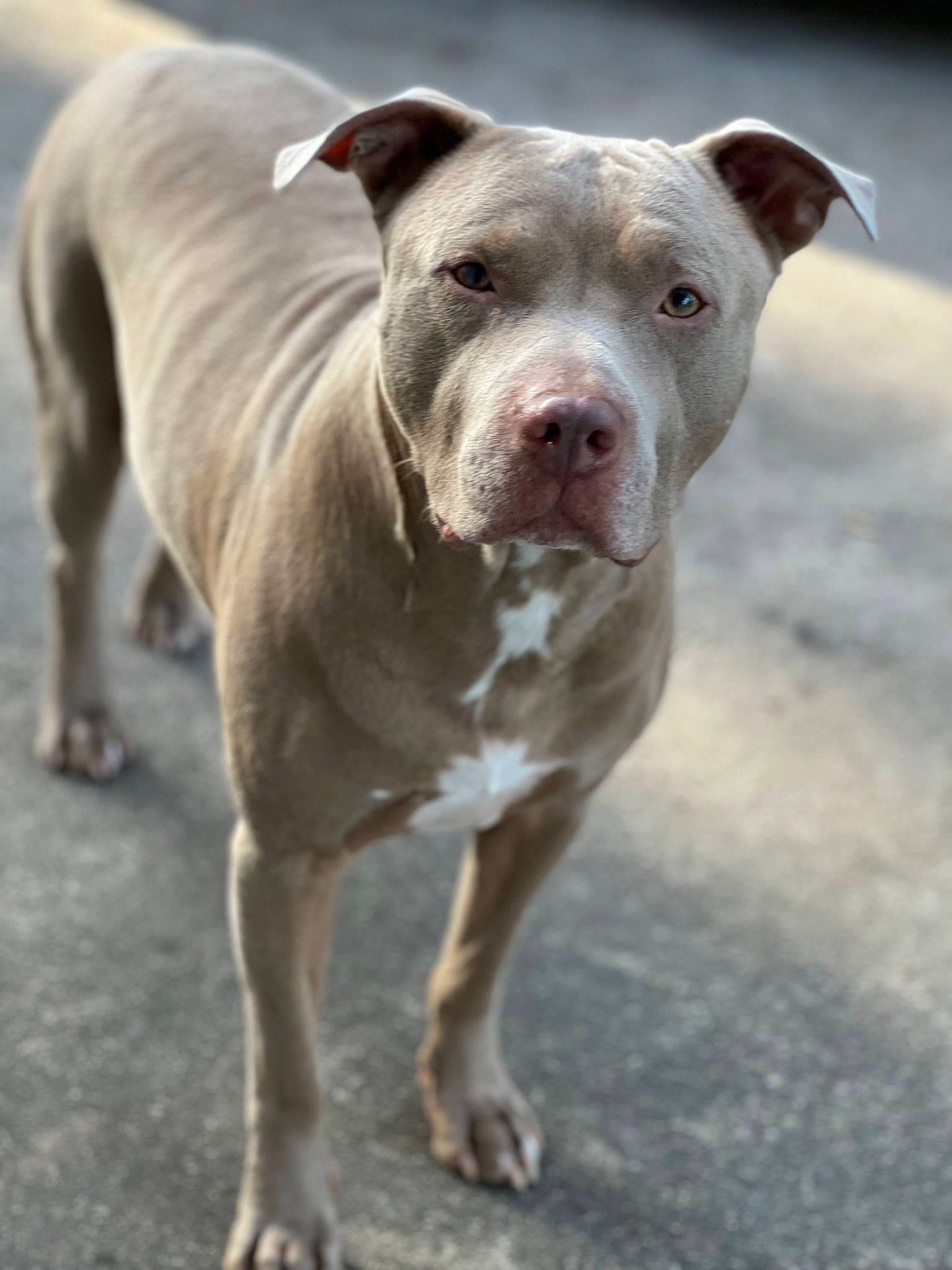 Harley is registered to the contest to win money with this photo: ancient_dog_breeds, canidae, carnivore, collar, companion_dog, cordoba_fighting_dog, dog, dog_breed, dog_collar, fawn, molosser, non_sporting_group, snout, sporting_group, terrestrial_animal, whiskers, working_animal, working_dog