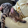 Xena participe au concours pour gagner de l'argent avec cette photo : cat, kitten, sleeping, tabby, spotted, striped, pet, animal, fur, paw, tail, cozy, sweater, yellow, couch, pillow, indoor, relaxed, cute, portrait