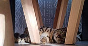 Xena a rejoint le concours — aidez-le/la à gagner de superbes lots ! cat, tabby_cat, feline, pet, animal, lying_down, under_chair, wooden_chair, chair_legs, floor, indoor, home, sunlight, shadow, striped_fur, green_eyes, whiskers, relaxed, portrait, funny_pose