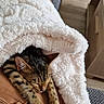 Xena a rejoint le concours — aidez-le/la à gagner de superbes lots ! cat, tabby_cat, sleeping, cozy, blanket, fluffy_blanket, cushion, sofa, indoor, home, relaxing, pet, feline, striped_fur, closed_eyes, paws, human_legs, black_shoes, living_room, portrait