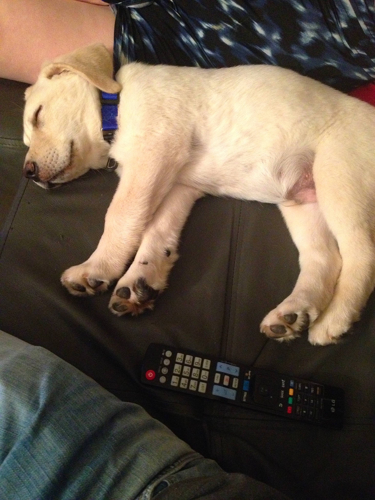 Cash a rejoint le concours — aidez-le/la à gagner de superbes lots ! canidae, carnivore, companion_dog, dog, dog_breed, fawn, labrador_retriever, mammal, nail, non_sporting_group, paw, puppy, puppy_love, retriever, sporting_group, vertebrate