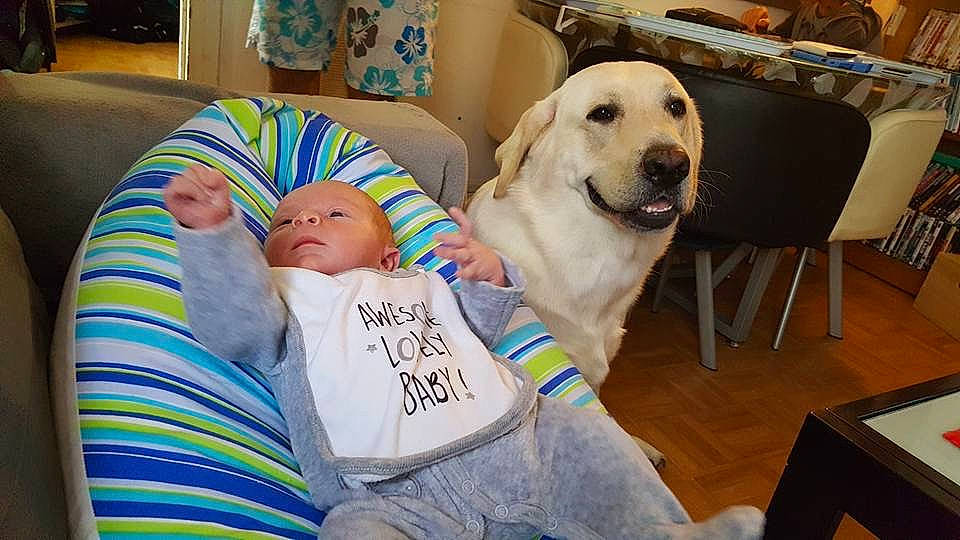 Cash a rejoint le concours — aidez-le/la à gagner de superbes lots ! baby, canidae, carnivore, child, companion_dog, dog, dog_breed, fawn, golden_retriever, labrador_retriever, puppy_love, retriever, sporting_group, toddler