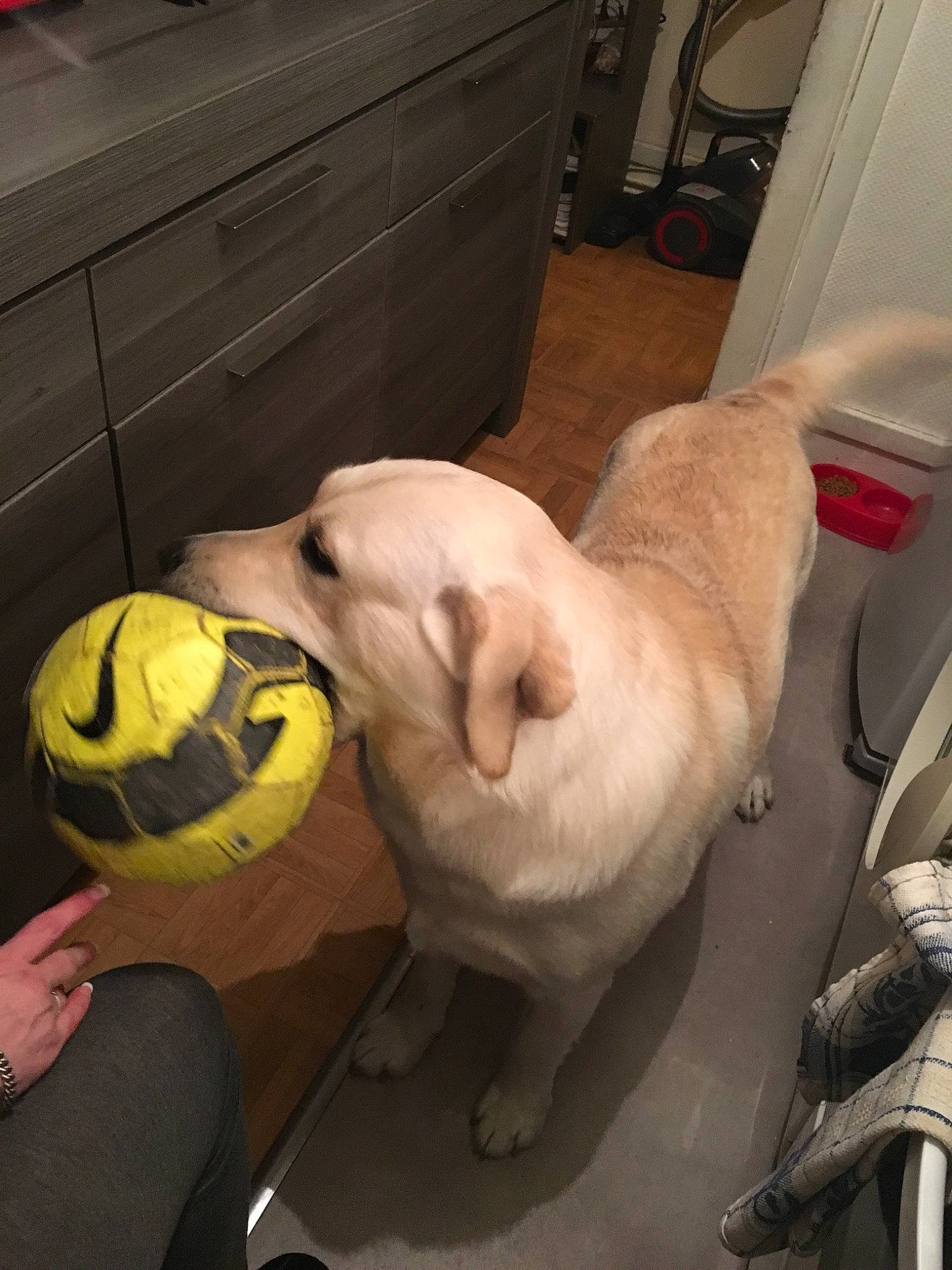 Cash participe au concours pour gagner de l'argent avec cette photo : ball, canidae, carnivore, companion_dog, dog, dog_breed, fawn, labrador_retriever, nose, pug, puppy, retriever, snout, sporting_group, tennis_ball