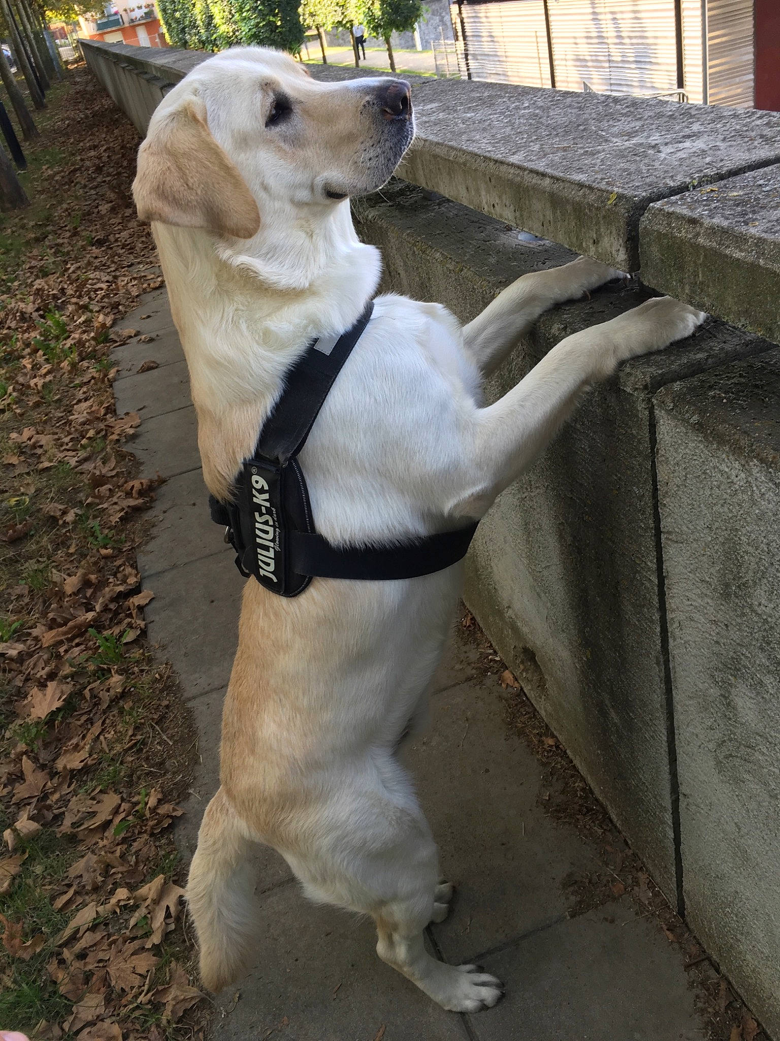 Cash participe au concours pour gagner de l'argent avec cette photo : canidae, carnivore, companion_dog, dog, dog_breed, fawn, golden_retriever, labrador_retriever, mammal, retriever, snout, sporting_group