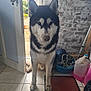 Balto participe au concours pour gagner de l'argent avec cette photo : dog, husky, indoor, tiled_floor, open_door, muddy_paws, brick_wall, household_items, bowl, rope, plastic_container, shoes, mat, pet, animal, looking, standing, black_and_white, fur, doorway