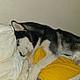 Balto a rejoint le concours — aidez-le/la à gagner de superbes lots ! dog, husky, sleeping, bed, pillow, yellow_bedding, white_bedding, indoor, resting, fur, pet, canine, cozy, comfort, animal, paw, snuggled, relaxed, close_up, domestic