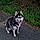 Balto