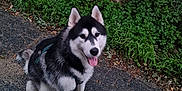 Balto a rejoint le concours — aidez-le/la à gagner de superbes lots ! dog, husky, sitting, leash, outdoor, nature, greenery, path, asphalt, happy, pet, canine, fur, black_and_white, ears, tongue, animal, walking, cute, companion
