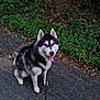 dog, husky, sitting, leash, outdoor, nature, greenery, path, asphalt, happy, pet, canine, fur, black_and_white, ears, tongue, animal, walking, cute, companion