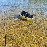 Balto participe au concours pour gagner de l'argent avec cette photo : dog, husky, water, river, leash, outdoor, nature, shallow_water, rocks, sunny, greenery, animal, pet, walking, daytime, canine, reflection, riverbank, exploration, adventure