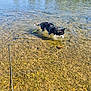 dog, husky, water, river, leash, outdoor, nature, shallow_water, rocks, sunny, greenery, animal, pet, walking, daytime, canine, reflection, riverbank, exploration, adventure
