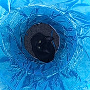 Twilight is registered to the contest to win money with this photo: cat, black_cat, blue_tunnel, pet, indoor, play, curious, animal, fur, eyes, circular, texture, crinkly, cozy, looking_up, shadow, carpet, cute, small, domestic