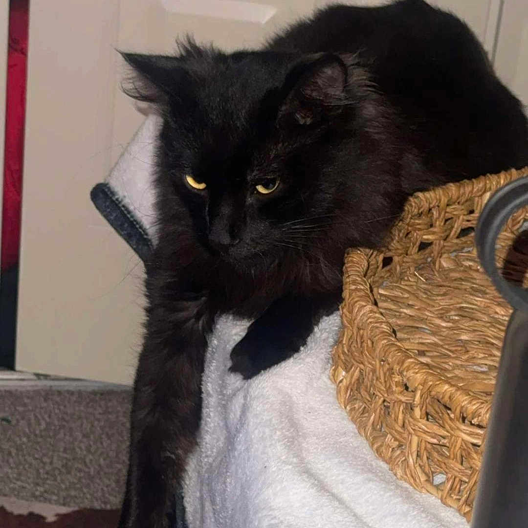 Spookyman is registered to the contest to win money with this photo: animal, basket, black_cat, blanket, carpet, cat, cozy, cute, domestic, door, fluffy, fur, furniture, home, indoor, paw, pet, relaxed, resting, yellow_eyes