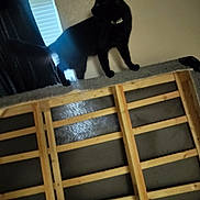 Spookyman is registered to the contest to win money with this photo: black_cat, cat, indoor, window, curtain, bed_frame, wood, furniture, pet, animal, collar, wall, home, light, shadow, looking, standing, curious, blurred, side_view