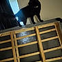black_cat, cat, indoor, window, curtain, bed_frame, wood, furniture, pet, animal, collar, wall, home, light, shadow, looking, standing, curious, blurred, side_view