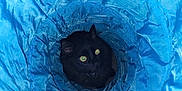 Spookyman joined the competition — help win amazing prizes! cat, black_cat, yellow_eyes, blue_tunnel, fabric, pet, animal, indoor, curious, playful, texture, crinkled, fur, whiskers, closeup, looking_up, sitting, cute, domestic_animal, eye_contact