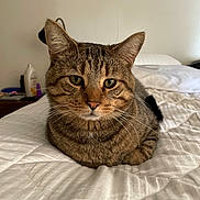Aries joined the competition — help win amazing prizes! tabby_cat, cat, loaf_pose, bed, white_bedspread, indoor, pet, feline, whiskers, ears, fur, sleepy, domestic_animal, resting, household, bedroom, calm, closeup, animal_portrait, cozy