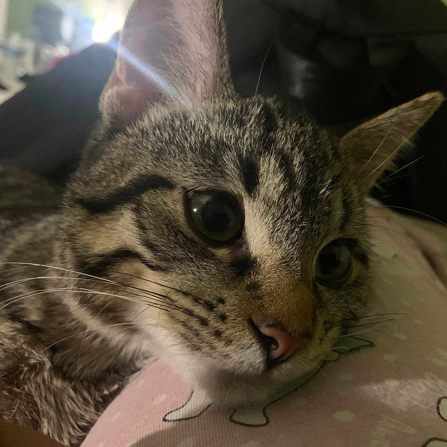 Lyra