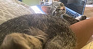Lyra is registered to the contest to win money with this photo: cat, tabby_cat, bed, paws, laptop, room, bookshelf, indoor, furniture, green_wall, curious, relaxed, pet, animal, fur, whiskers, cozy, resting, domestic, home