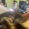 cat, tabby_cat, bed, paws, laptop, room, bookshelf, indoor, furniture, green_wall, curious, relaxed, pet, animal, fur, whiskers, cozy, resting, domestic, home