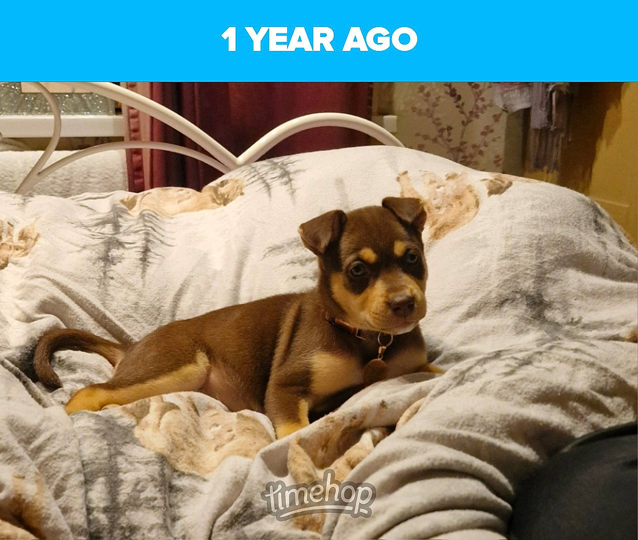 Magenta is registered to the contest to win money with this photo: animal, ball, bed, bedroom, blanket, canine, chihuahua, cushion, dog, furniture, homedecor, hound, indoors, pet, puppy, quilt, room, sport, tennis, tennisball