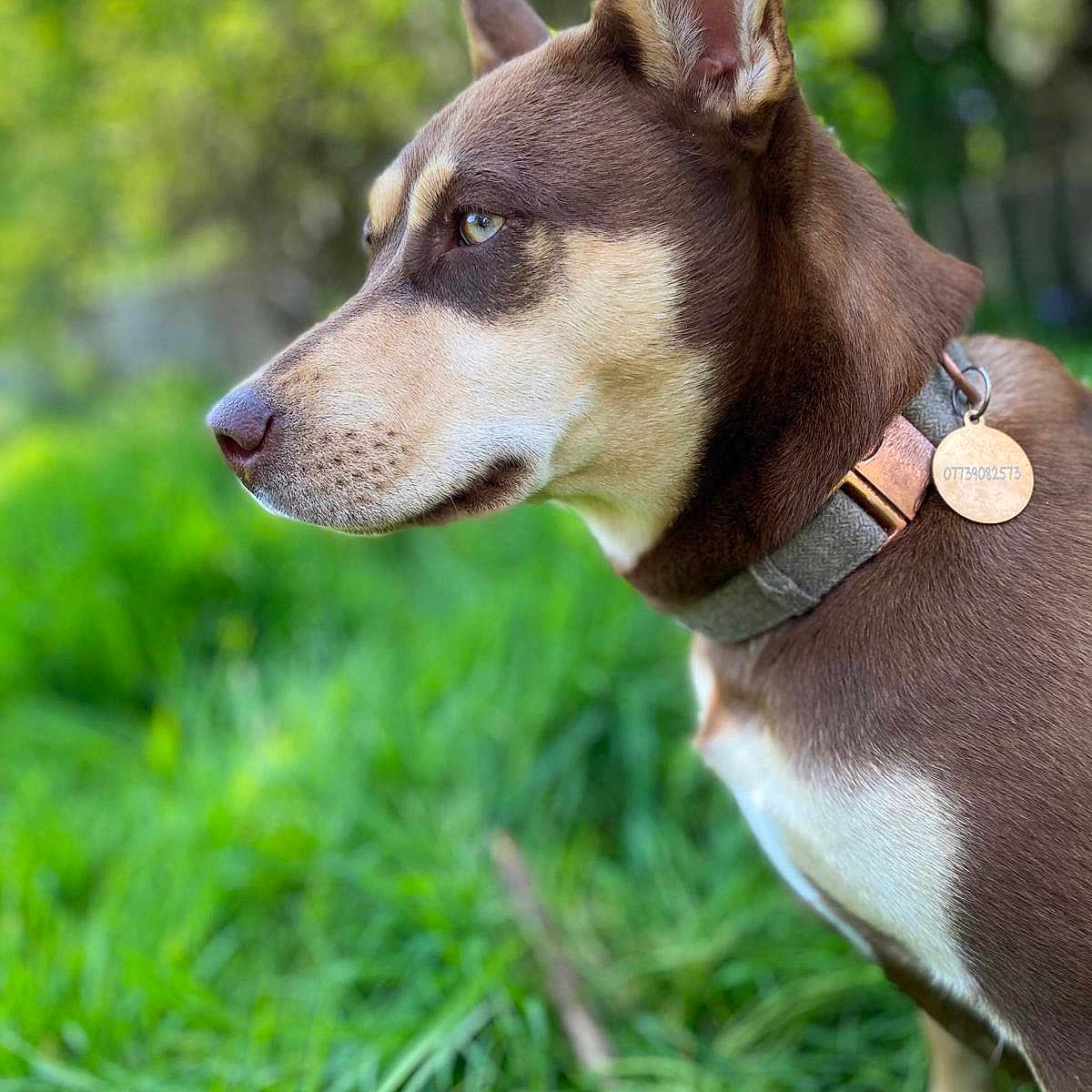 Magenta joined the competition — help win amazing prizes! accessories, animal, canine, chihuahua, collar, dog, grass, hound, husky, indoors, interiordesign, leash, person, pet, plant, puppy, snout, strap, walkingdog, whitedog