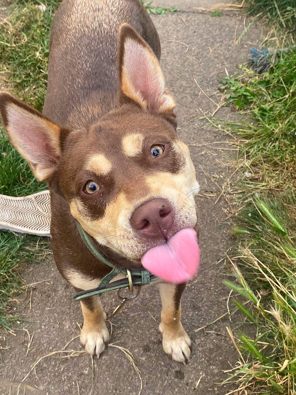 Magenta joined the competition — help win amazing prizes! animal, ball, bodypart, canine, dog, face, grass, head, hound, husky, mouth, path, person, pet, photography, plant, portrait, puppy, sport, tongue