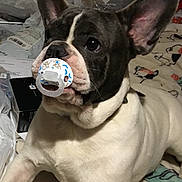 Rascal is registered to the contest to win money with this photo: french_bulldog, dog, pacifier, pet, animal, indoor, blanket, pattern, cute, ears, face, lying_down, domestic_animal, muzzle, fur, companion, clutter, paper, plastic, toy