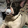 french_bulldog, dog, pacifier, pet, animal, indoor, blanket, pattern, cute, ears, face, lying_down, domestic_animal, muzzle, fur, companion, clutter, paper, plastic, toy