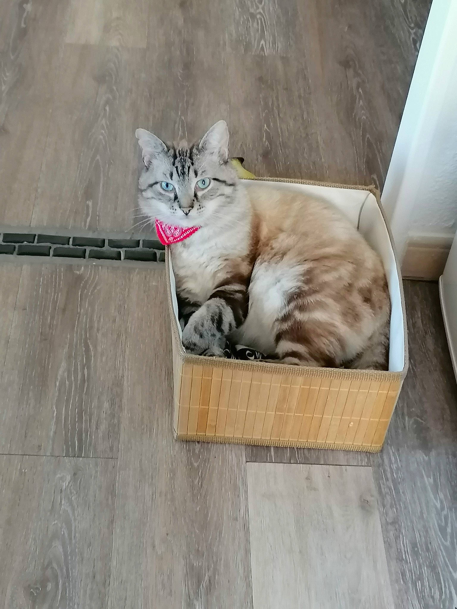 Mr Balou participe au concours pour gagner de l'argent avec cette photo : animal_shelter, box, carnivore, cat, claw, comfort, domestic_short_haired_cat, fawn, felidae, flooring, fur, grey, hardwood, paw, photo_caption, small_to_medium_sized_cats, snout, tail, whiskers, wood