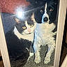 cat, dog, black_and_white, framed_photo, carpet, pet, animal, close_together, indoor, portrait, furry, cute, companions, sitting, looking_at_camera, wooden_frame, reflection, glass, floor, cozy