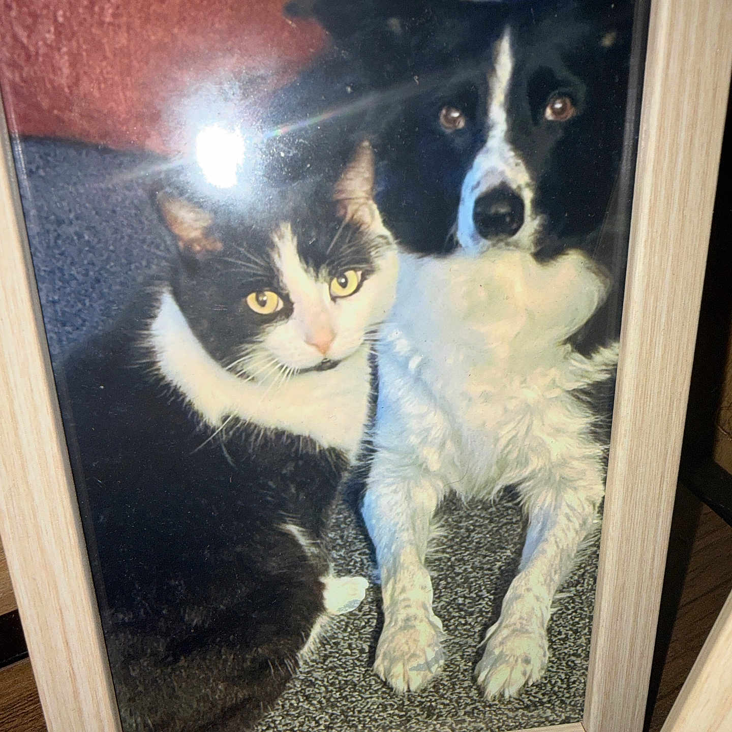 Millie joined the competition — help win amazing prizes! cat, dog, black_and_white, framed_photo, carpet, pet, animal, close_together, indoor, portrait, furry, cute, companions, sitting, looking_at_camera, wooden_frame, reflection, glass, floor, cozy
