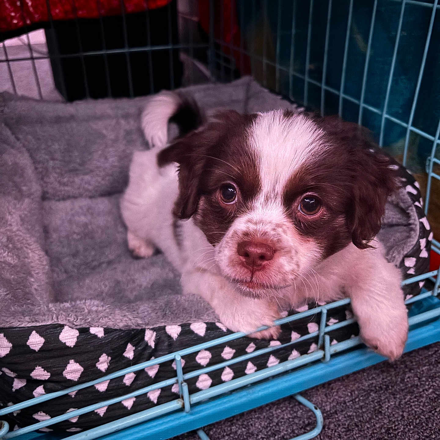 Browie is registered to the contest to win money with this photo: animal, architecture, building, bulldog, canine, cockerspaniel, crib, den, dog, doghouse, hound, indoors, kennel, outdoors, papillon, pet, pointer, puppy, shelter, terrier