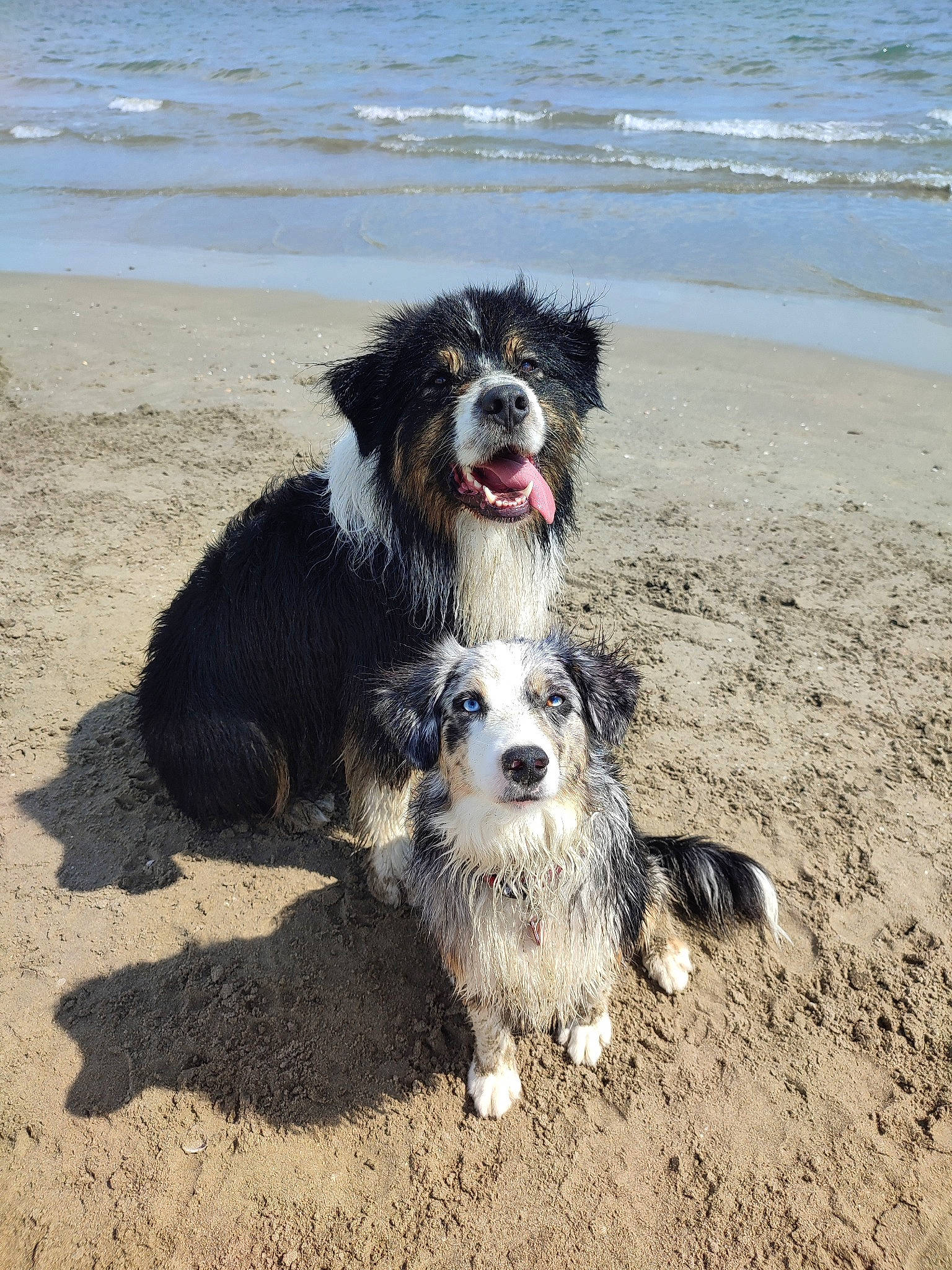 Niels a rejoint le concours — aidez-le/la à gagner de superbes lots ! beach, canidae, carnivore, companion_dog, dog, dog_breed, fur, herding_dog, lake, ocean, smile, snout, soil, sporting_group, toy_dog, water, water_dog, wind_wave, working_animal, working_dog